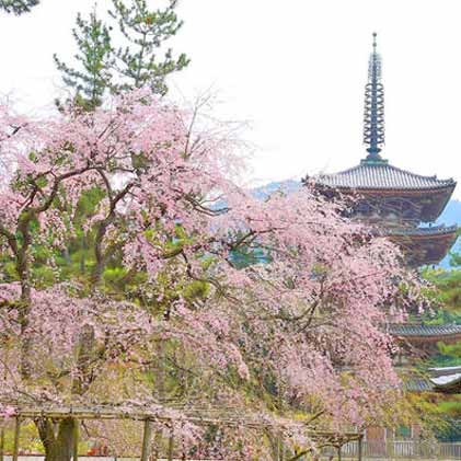 醍醐寺と吉野山